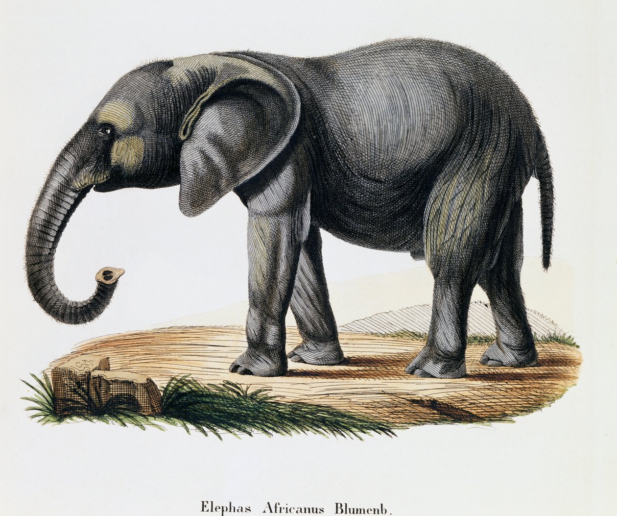 Afrikkalainen norsu (Elephas africanus), nisäkkäistä kuvitettu luonnosta kuvauksin, Johann Christian Daniel von Schreber (1739-1810), kaiverrus IC Bock A Fleischmannin, Saksan piirtämisen jälkeen tekijältä German School