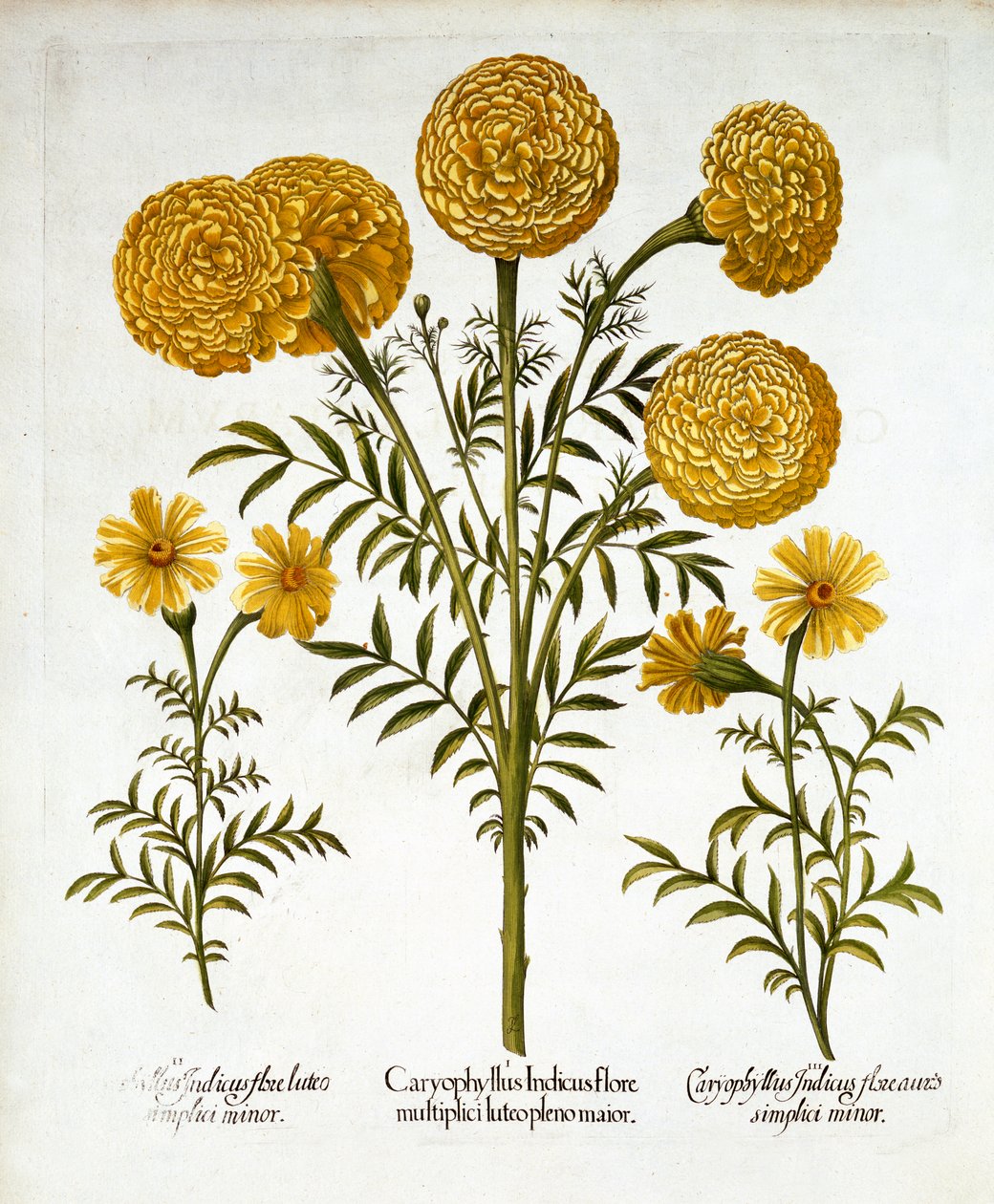 Afrikkalainen kehäkukka ja ranskalainen kehäkukka, Hortus Eystettensis, kirjoittanut Basil Besler (1561-1629), pub. 1613 (käsinvärinen kaiverrus) tekijältä German School