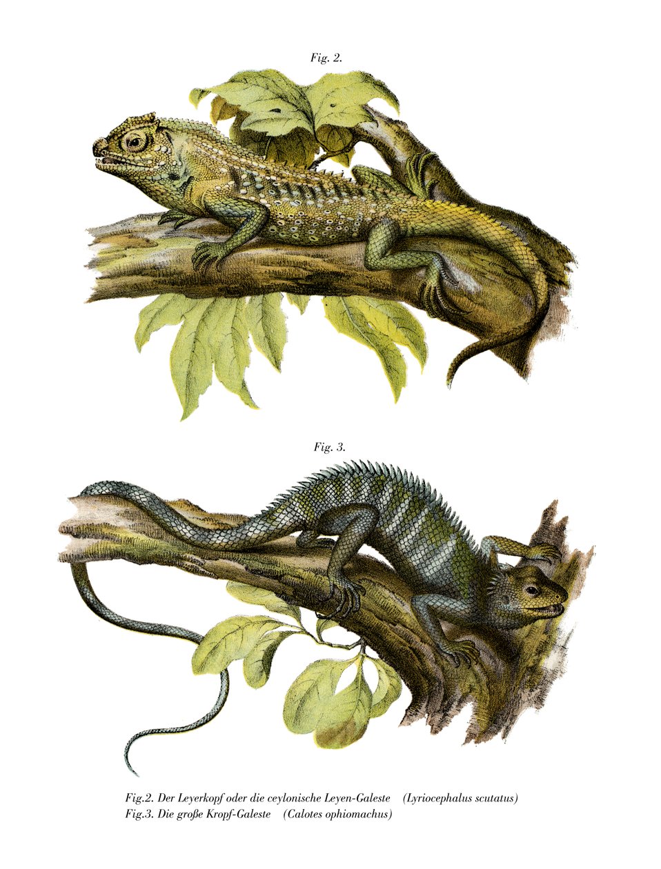 Agamid Lizard (väri litho) tekijältä German School