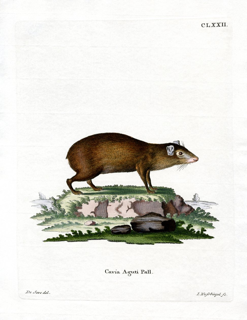Agouti (värillinen kaiverrus) tekijältä German School