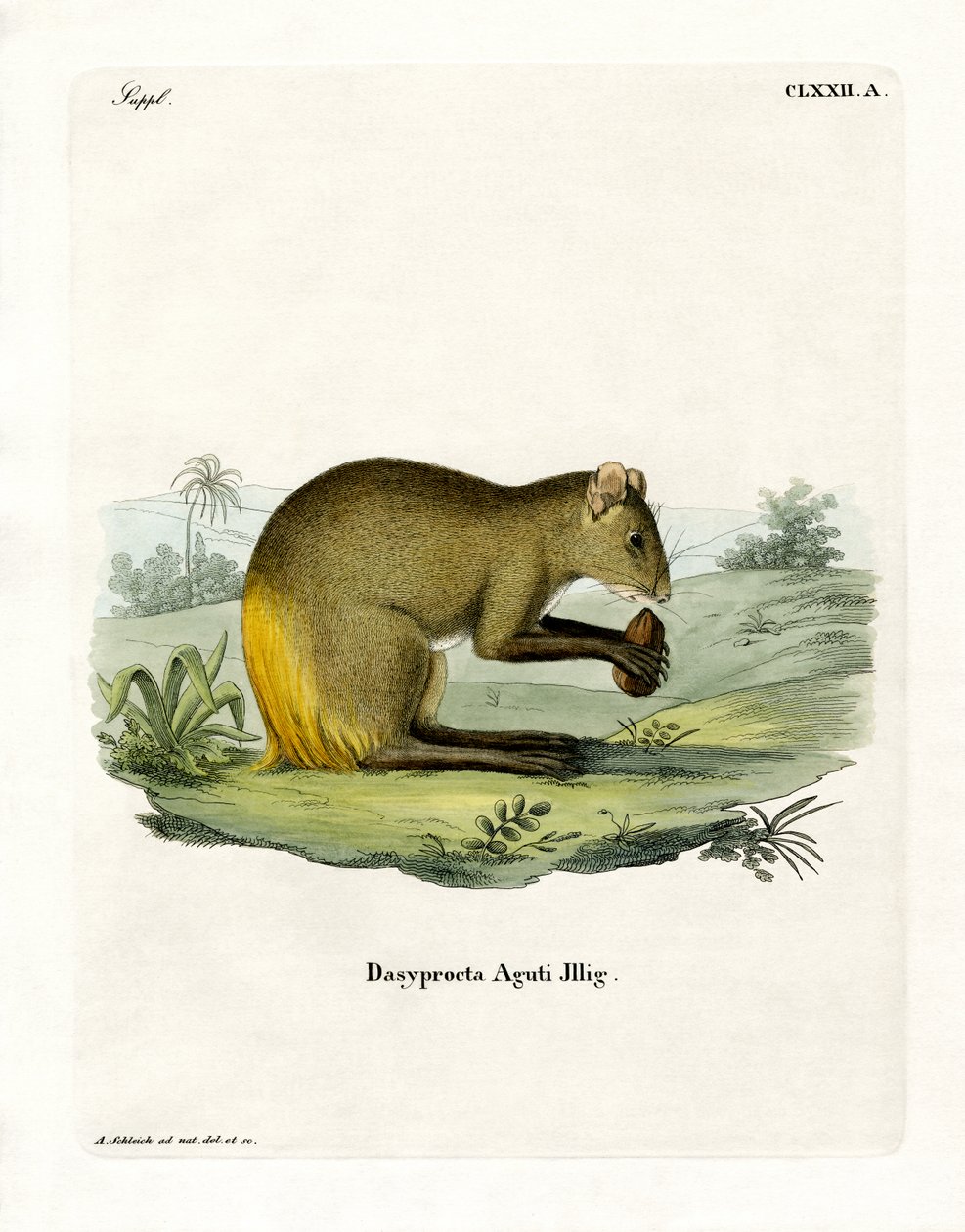 Agouti (värillinen kaiverrus) tekijältä German School