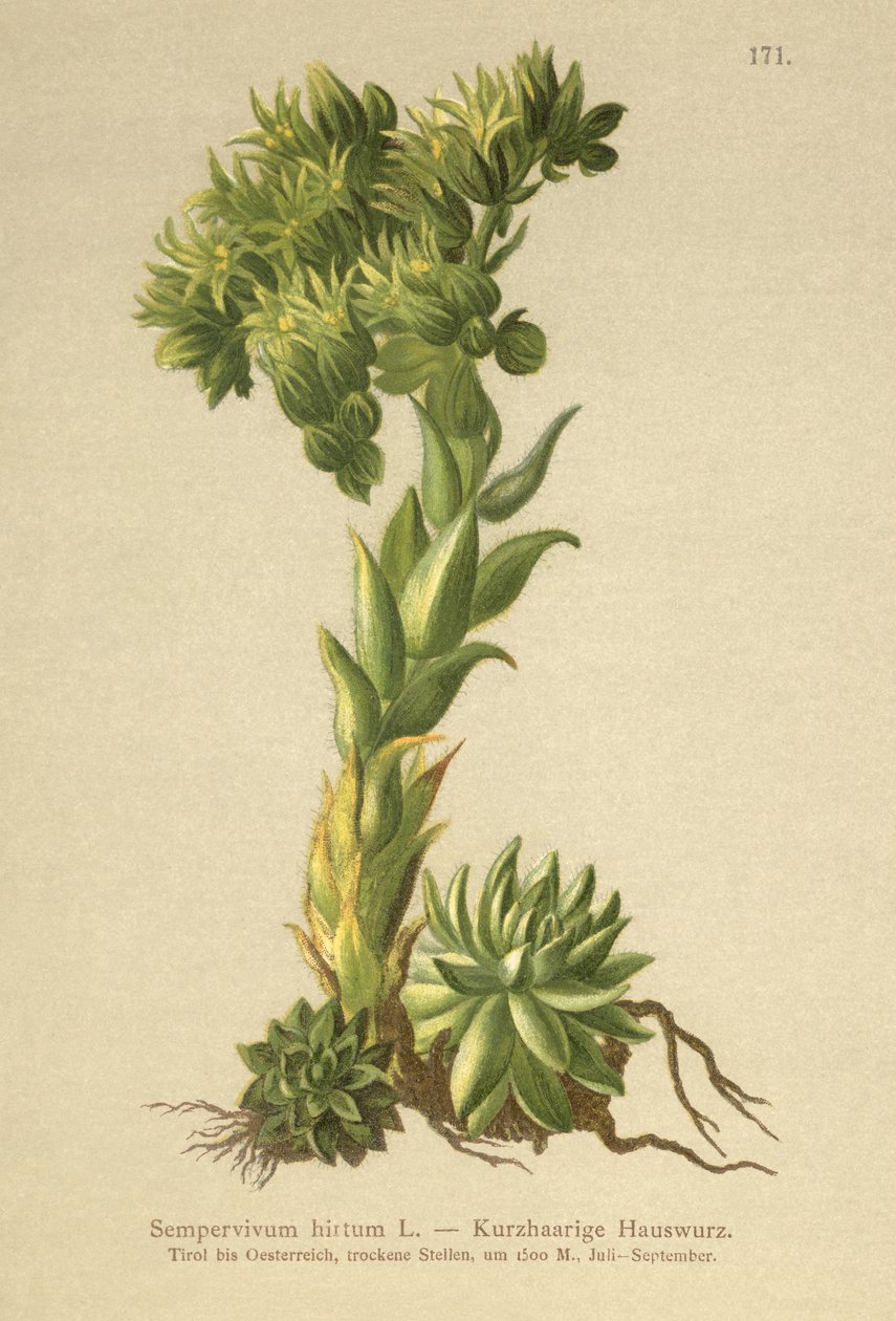 Allionii Houseleek (Sempervivum hirtum, Jovibarba hirta) tekijältä German School