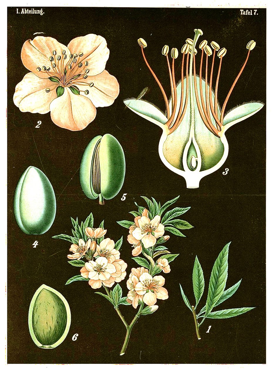 Manteli (Prunus Amygdalus) n. 1890 (kromolitografia) tekijältä German School