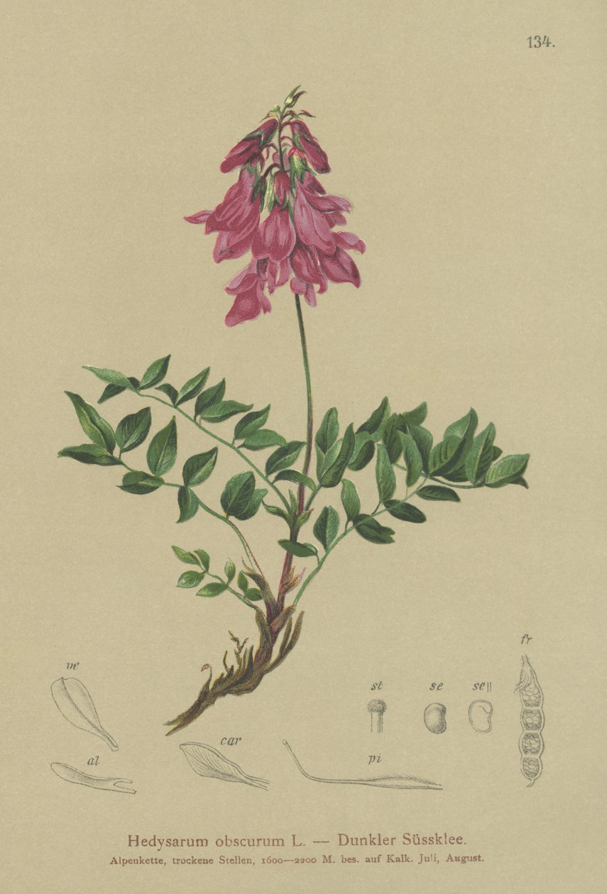 alppi (Hedysarum obscurum, Hedysarum hedysaroides) tekijältä German School
