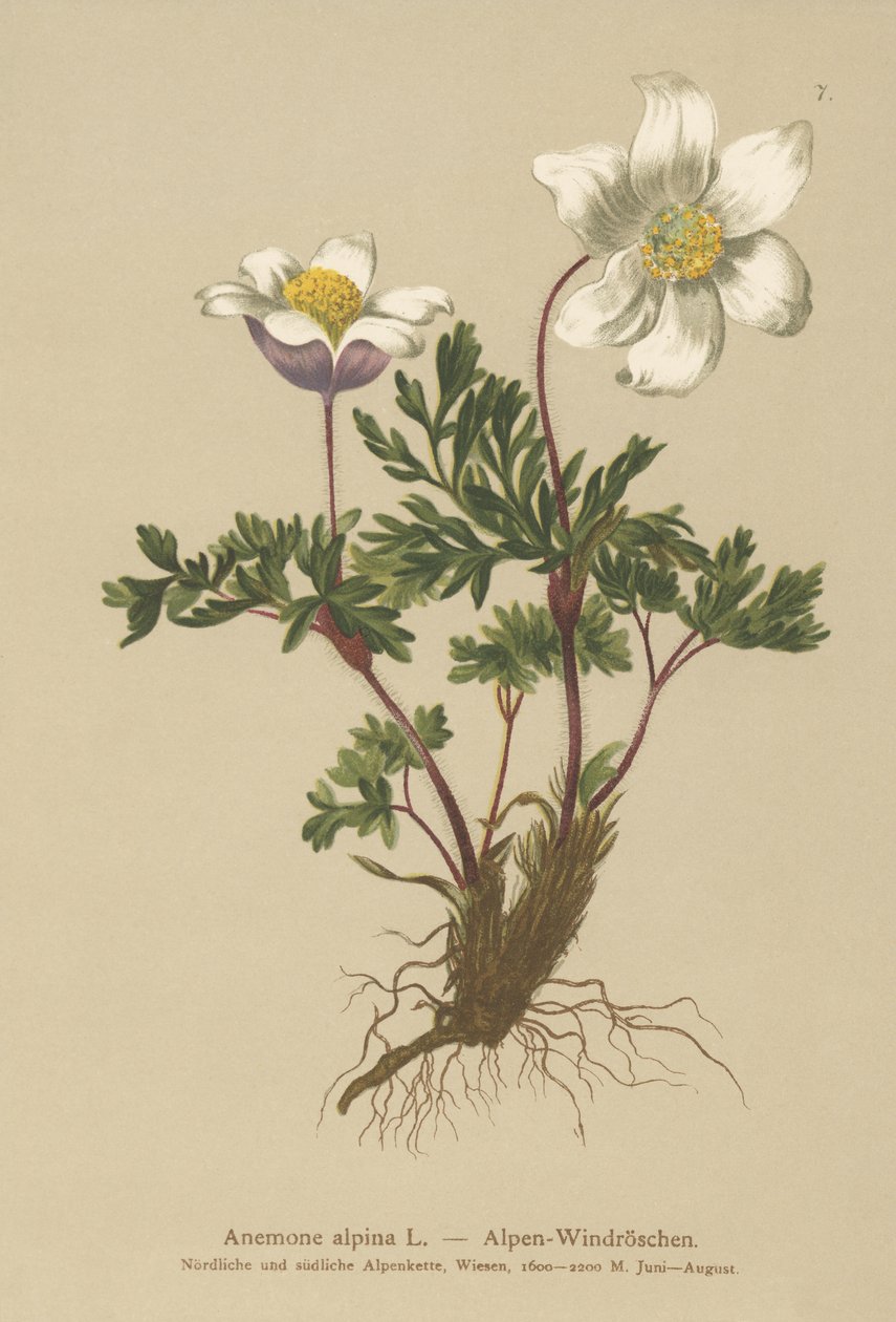 Alpine Anemone (Anemone alpina, Pulsatilla alpina) tekijältä German School