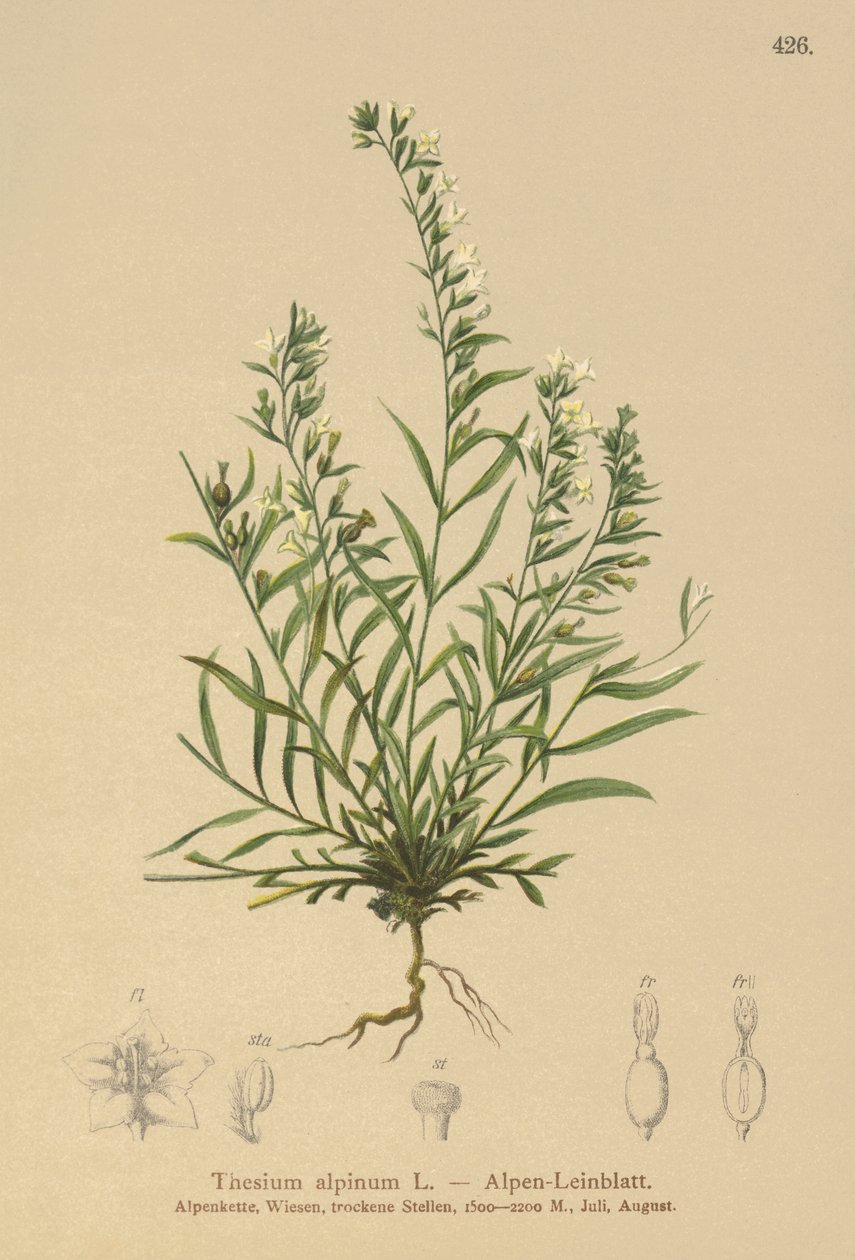 Alpine Bastard Toadflax (Thesium alpinum) tekijältä German School