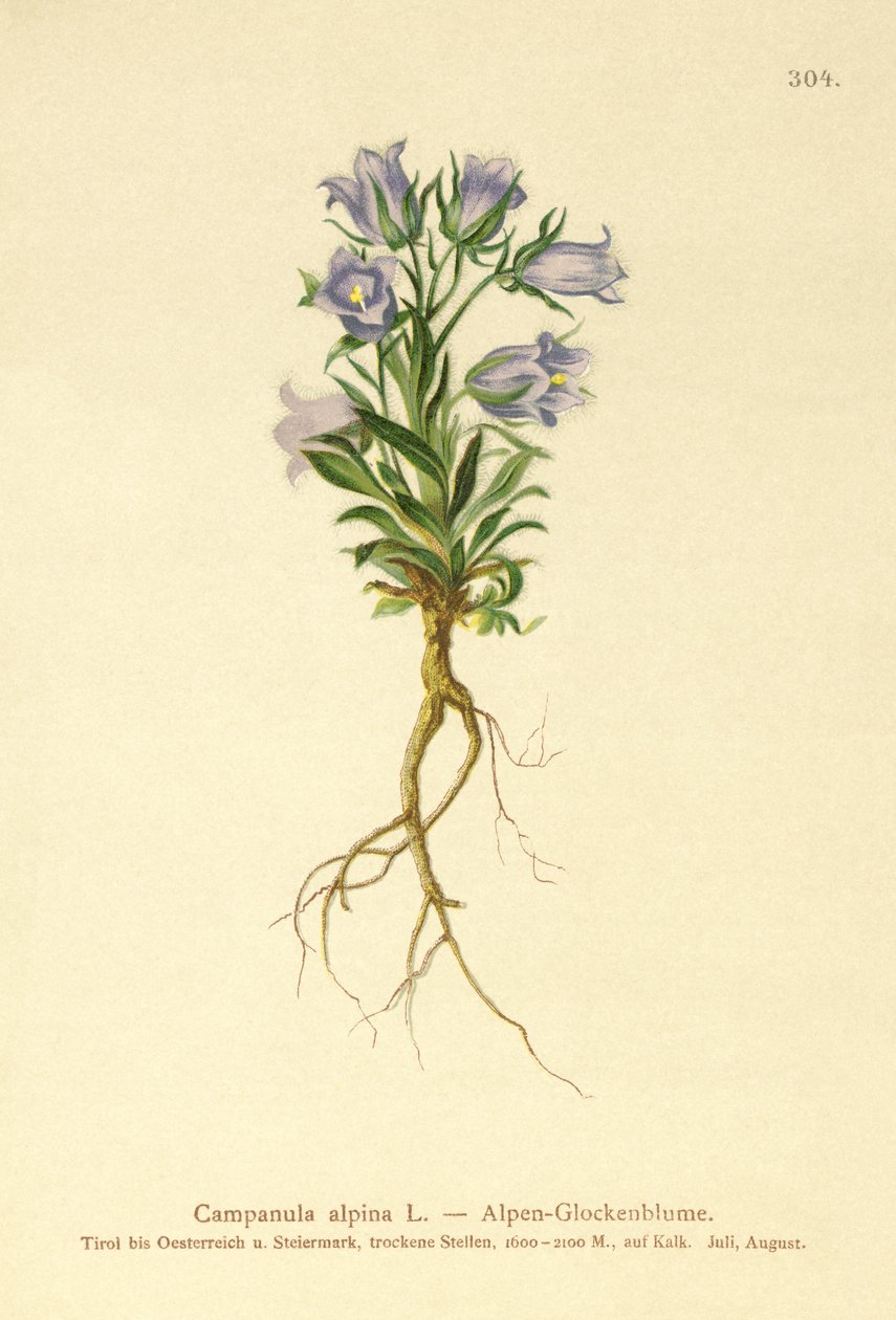 Alppien kellokukka (Campanula alpina) tekijältä German School