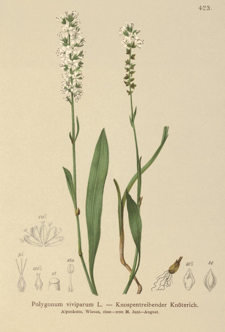Alppien bistorta (Bistorta vivipara, Polygonum viviparum, Persicaria vivipara) tekijältä German School