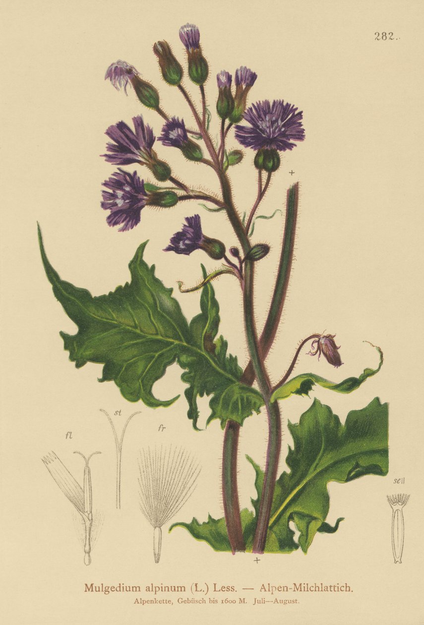 Alppien siniheinä (Mulgedium alpinum, Cicerbita alpina) tekijältä German School
