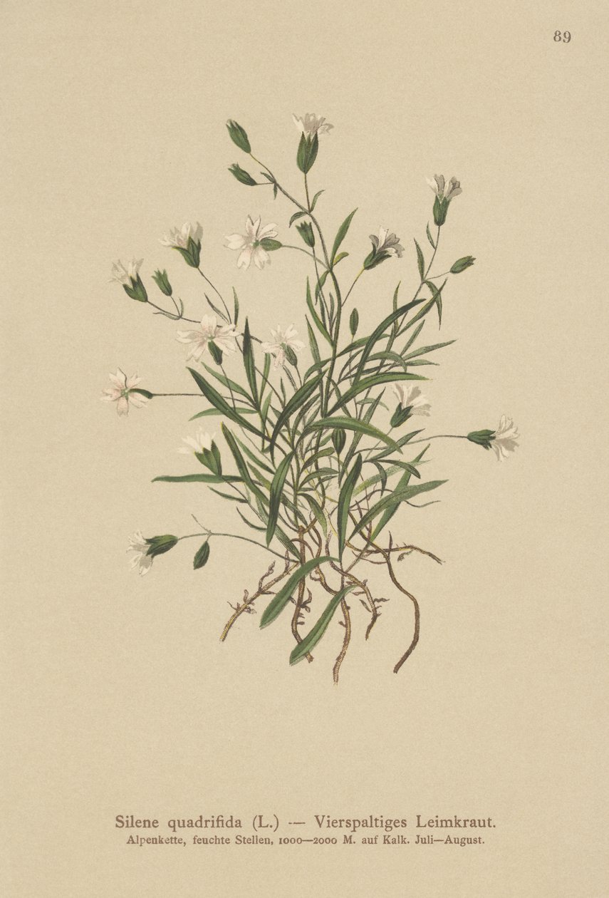 Alpine Campion (Silene quadrifida, Ixoca quadrifida) tekijältä German School