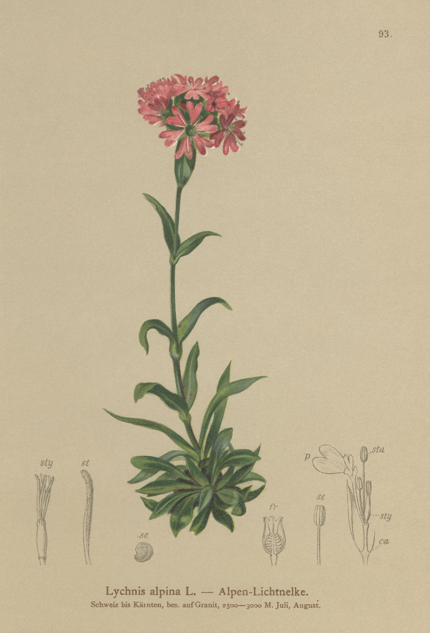 alppikärpäs (Lychnis alpina, Silene suecica) tekijältä German School