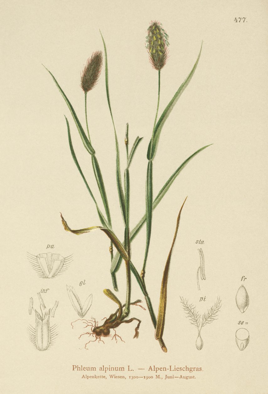 Alppikissan häntä (Phleum alpinum) tekijältä German School