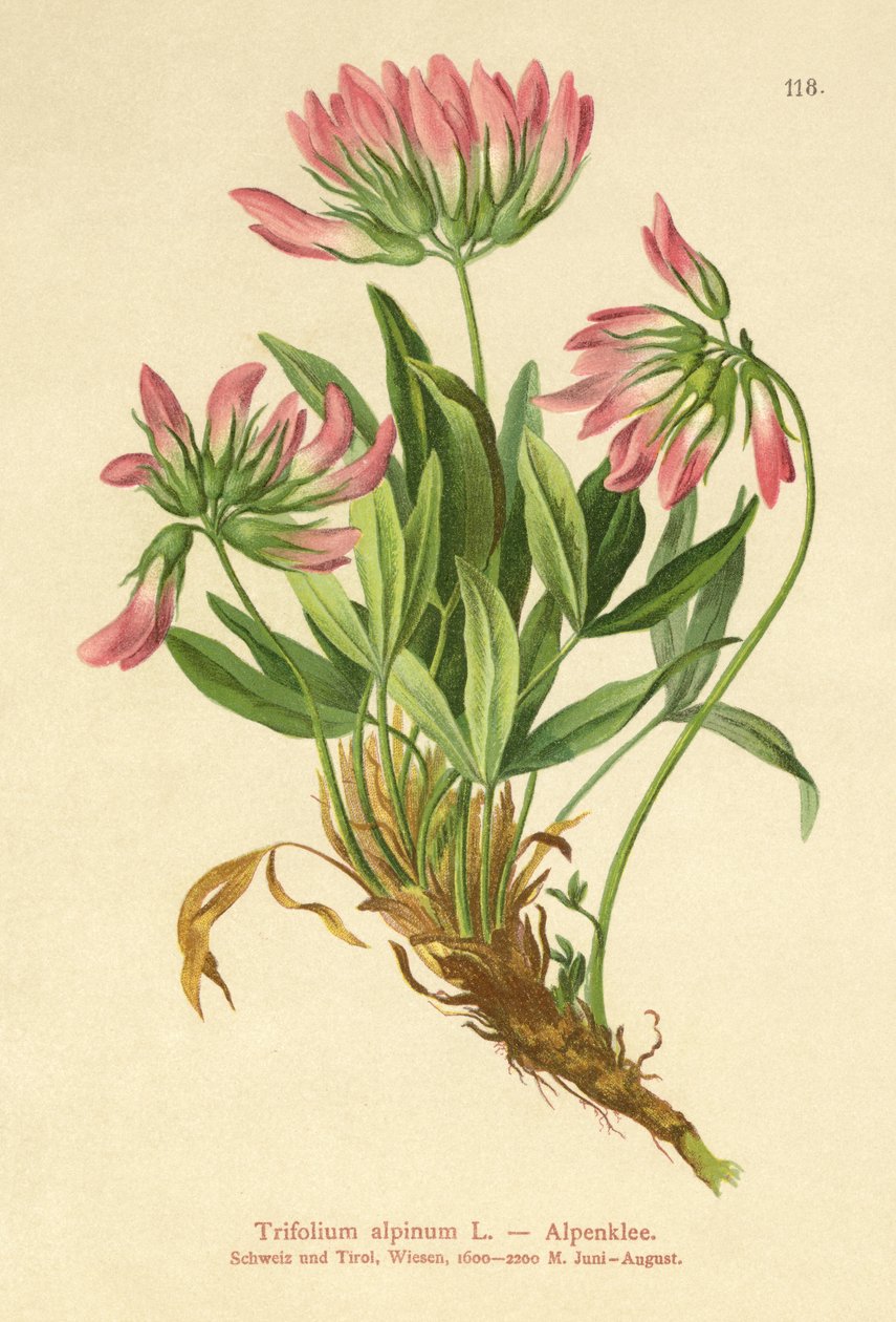 alppiapila (Trifolium alpinum) tekijältä German School