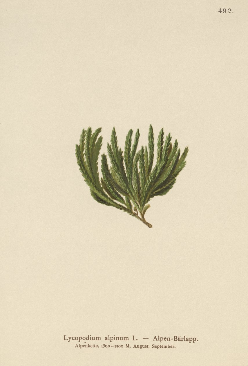 Alpine Clubmoss (Lycopodium alpinum, Diphasiastrum alpinum) tekijältä German School