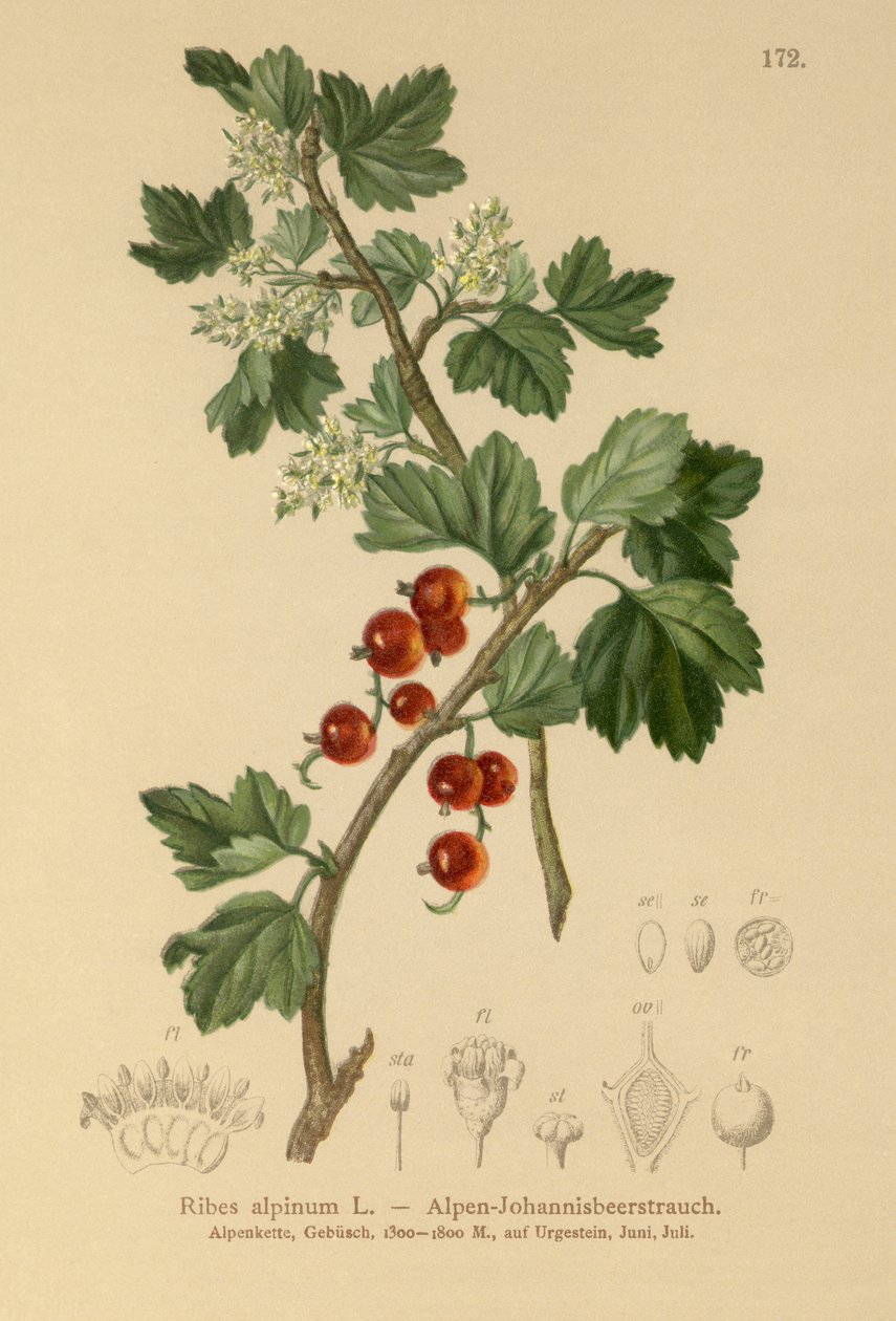 alppiherukka (Ribes alpinum) tekijältä German School