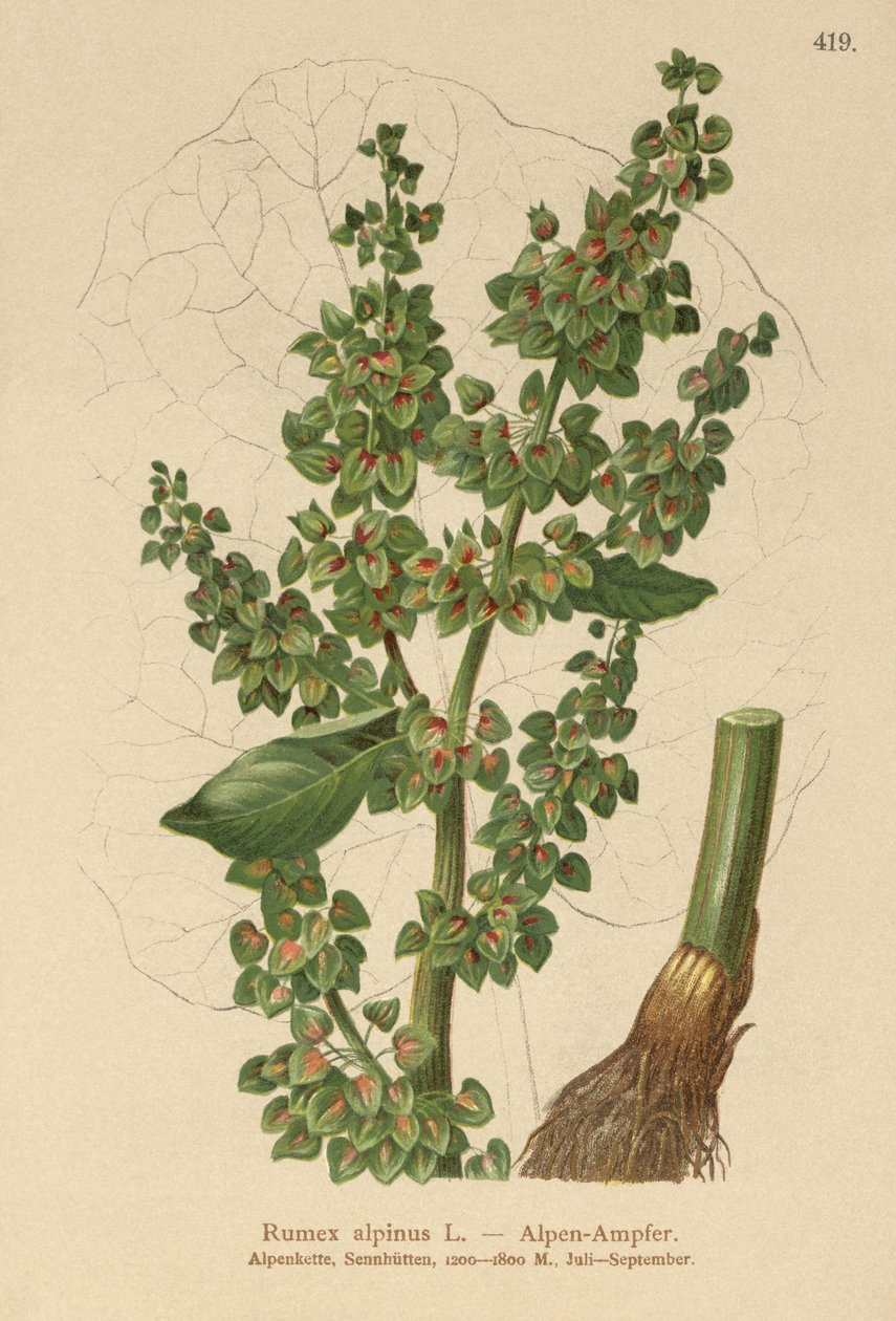 Alpine Dock (Rumex alpinus) tekijältä German School