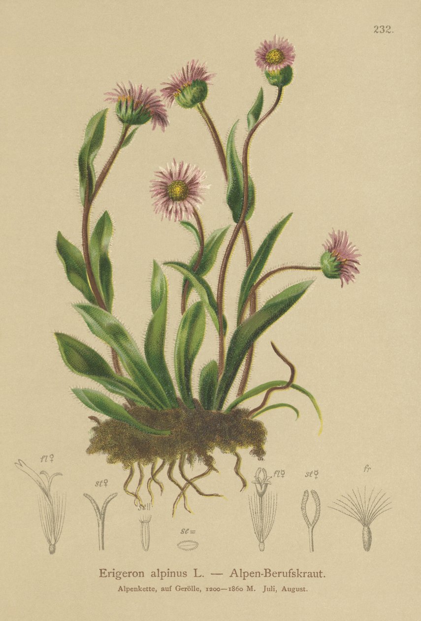 Alpine Erigeron (Erigeron alpinus) tekijältä German School