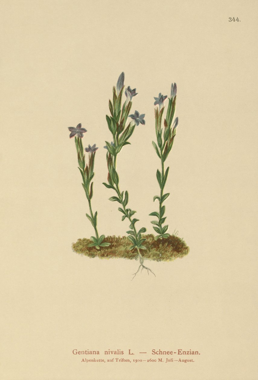 alppigentian (Gentiana nivalis) tekijältä German School