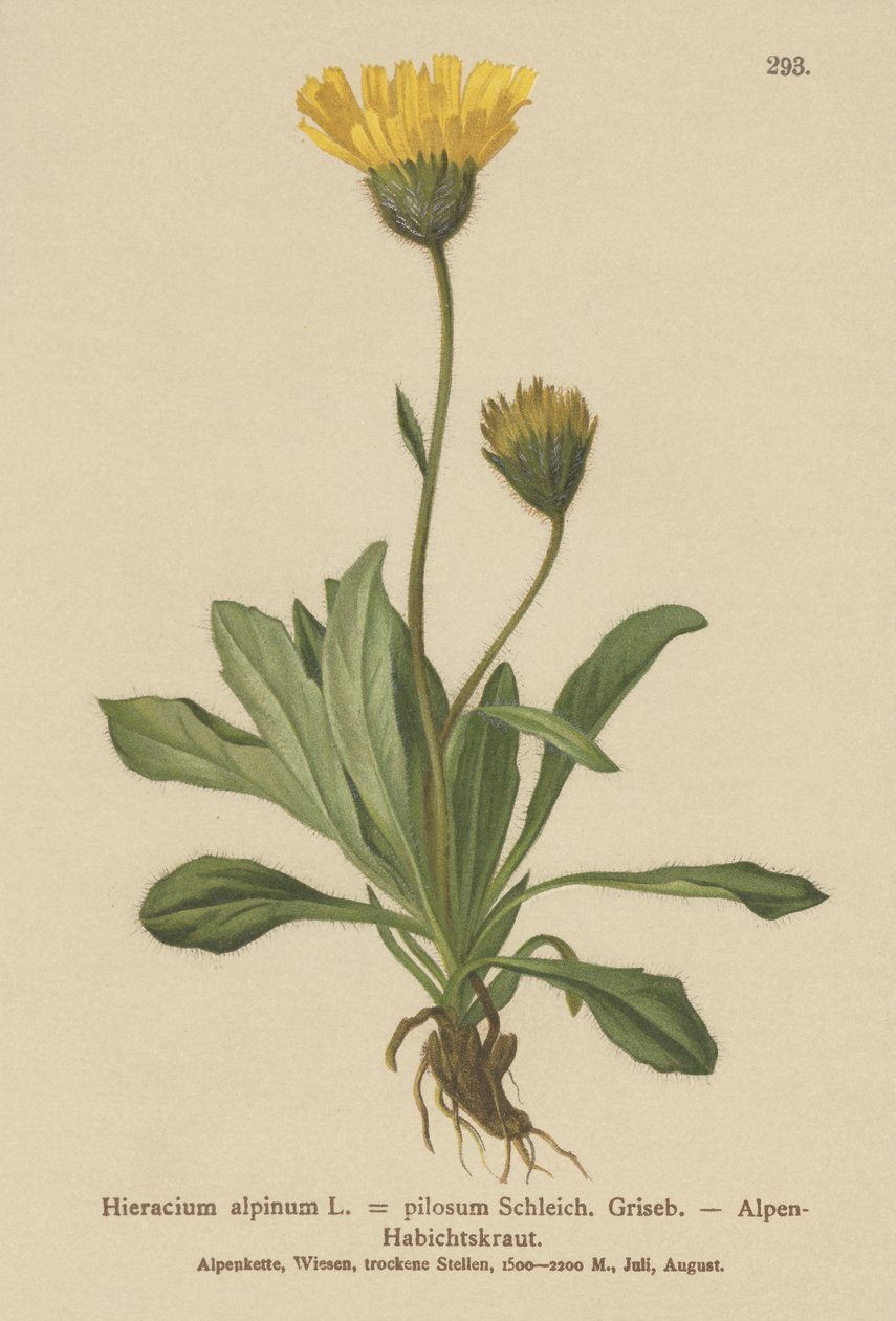 Alppien haukkarokko (Hieracium alpinum, Hieracium alpenum, Hieracium pilosum) tekijältä German School