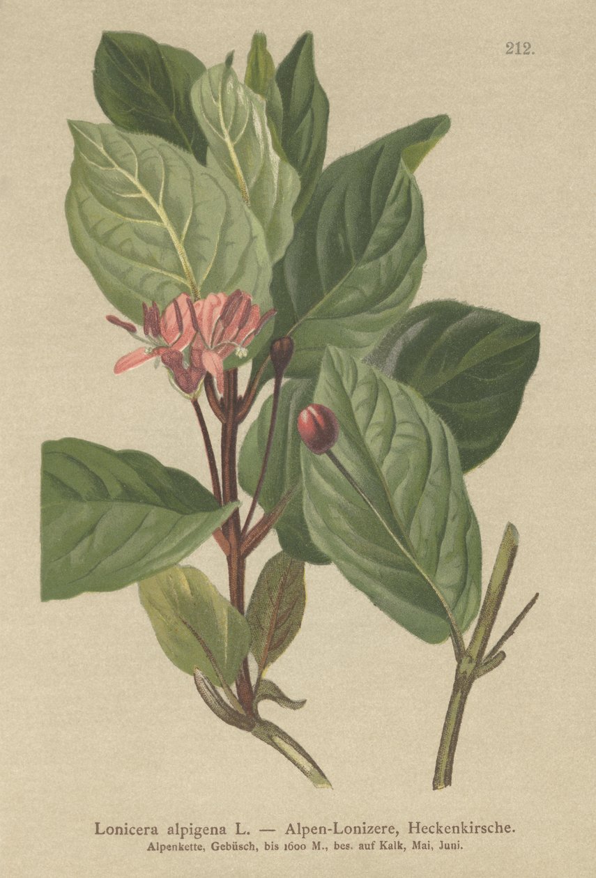 Alppien kuusama (Lonicera alpigena) tekijältä German School