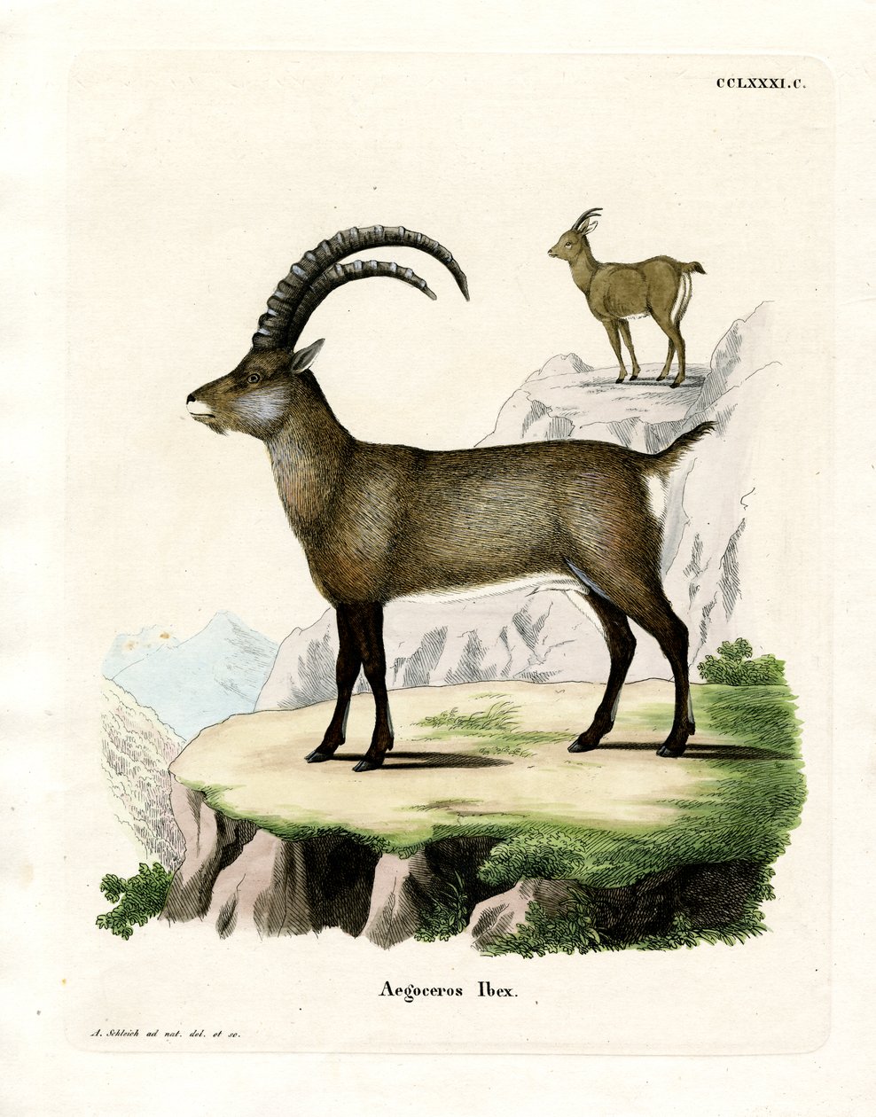 Alpine Ibex (värillinen kaiverrus) tekijältä German School