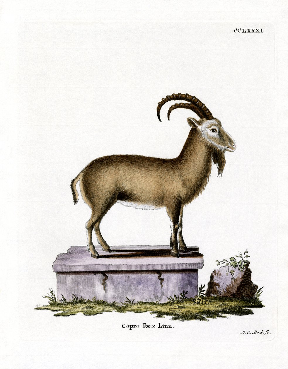 Alpine Ibex (värillinen kaiverrus) tekijältä German School