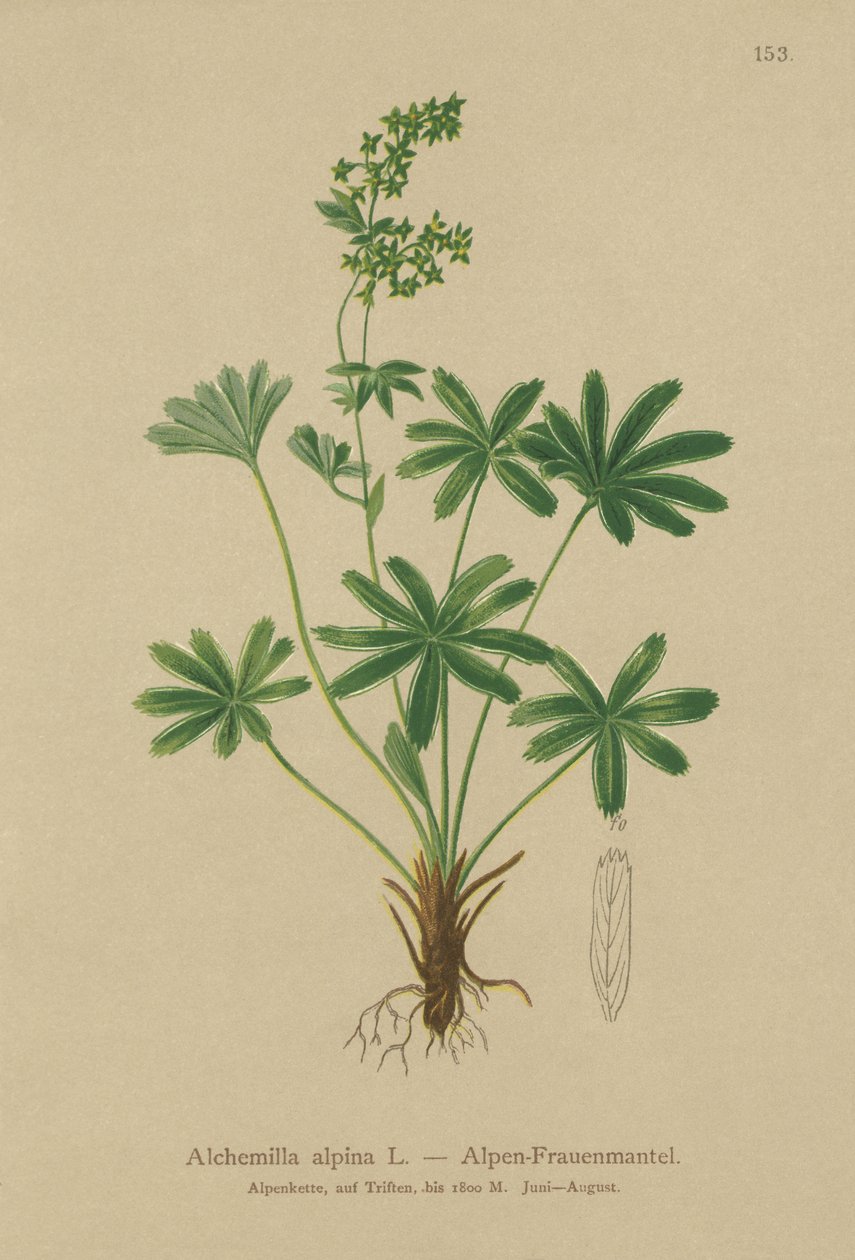 Alpine Ladys-Mantle (Alchemilla alpina) tekijältä German School