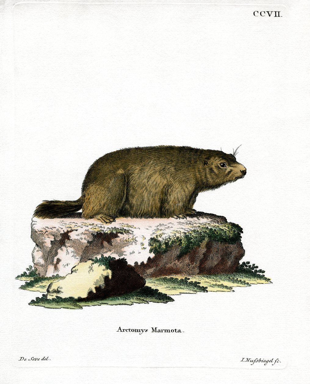 Alpine Marmot (värillinen kaiverrus) tekijältä German School