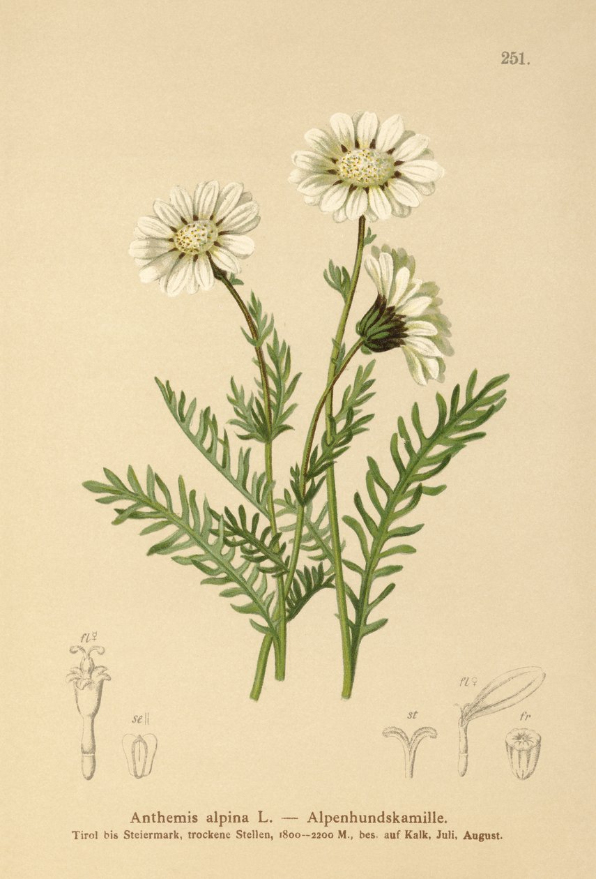 Alpine Mayweed (Anthemis alpina, Achillea oxyloba subsp. schuri) tekijältä German School