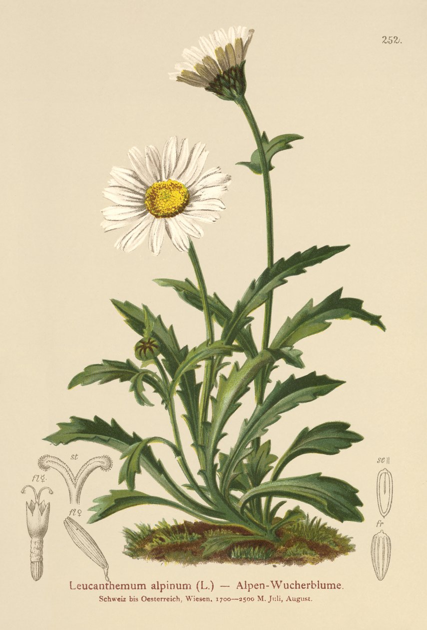 Alpine Moon Daisy (Leucanthemum alpinum, Leucanthemopsis alpina, Chrysanthemum alpinum, Tanacetum alpinum) tekijältä German School