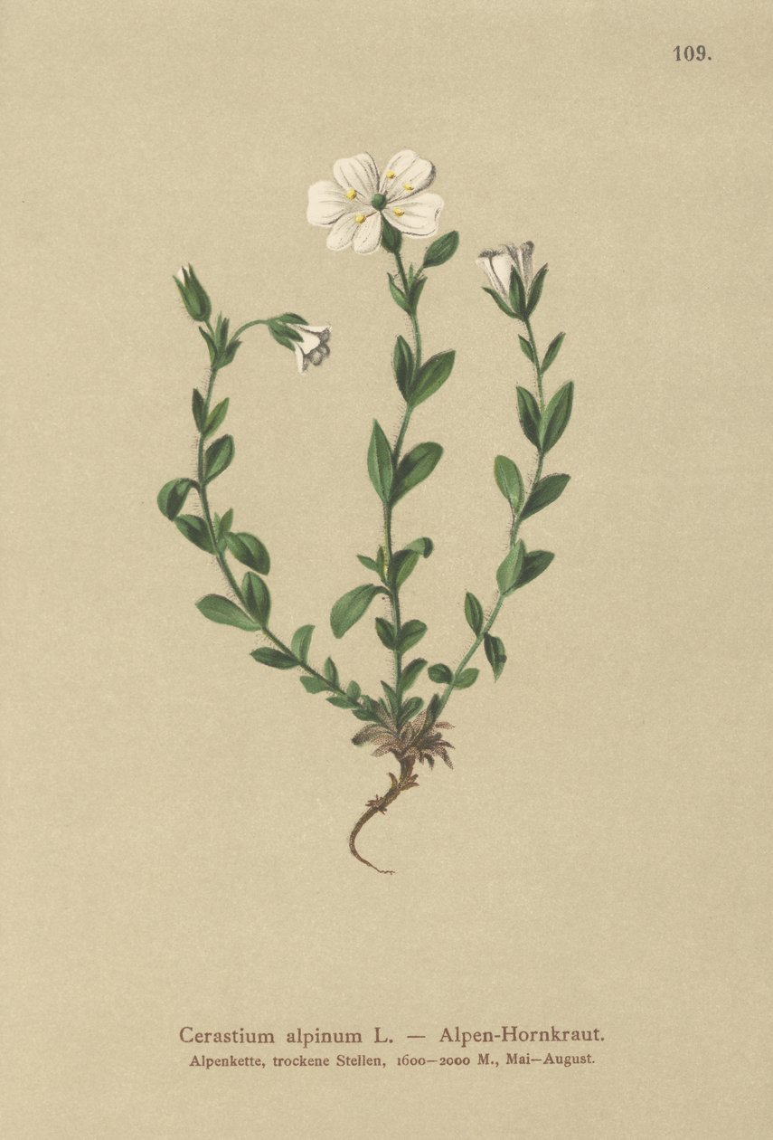 Alppihiiren korva (Cerastium alpinum) tekijältä German School