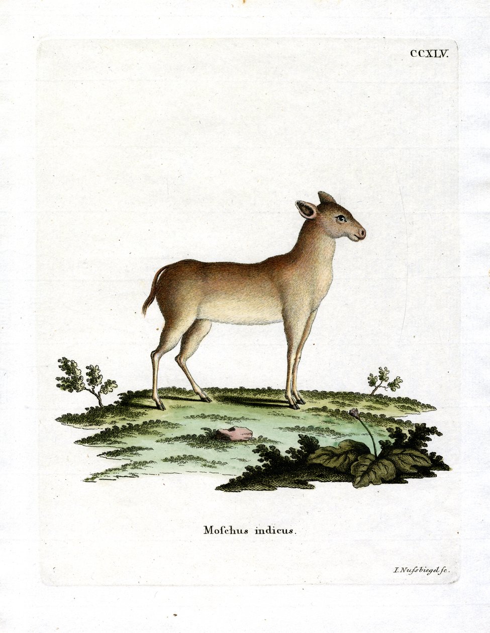 Alpine Musk Deer (värillinen kaiverrus) tekijältä German School