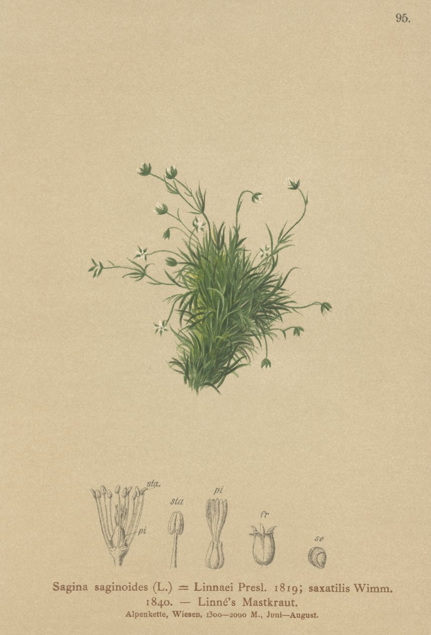 Alppihelmiwort (Sagina saginoides, Sagina Linnaei, Sagina saxatilis) tekijältä German School
