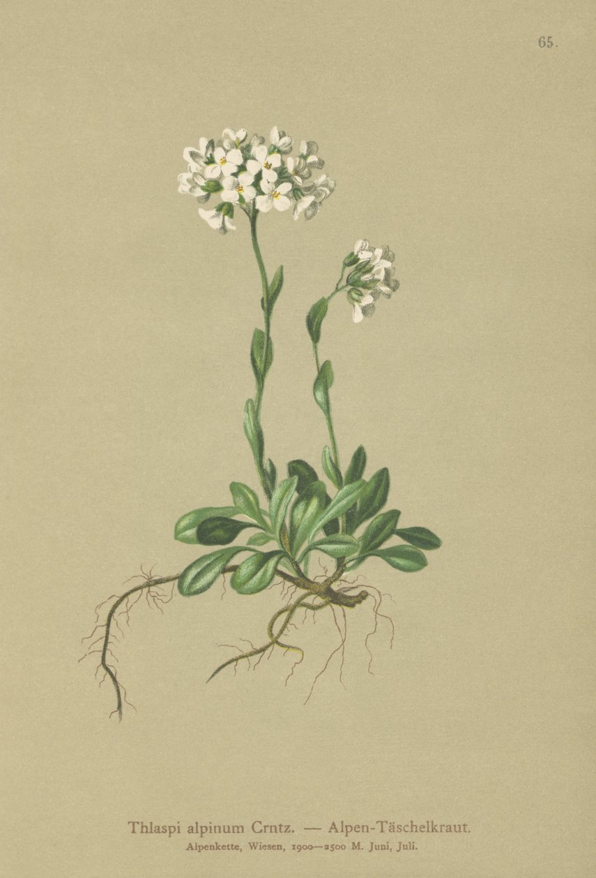 Alppikrassi (Thlaspi alpinum, Noccaea alpestris subsp. alpestris, Thlaspi minimum, Noccaea crantzii, Thlaspi kerneri, Thlaspi alpinum var. kerneri, Thlaspi alpestris) tekijältä German School