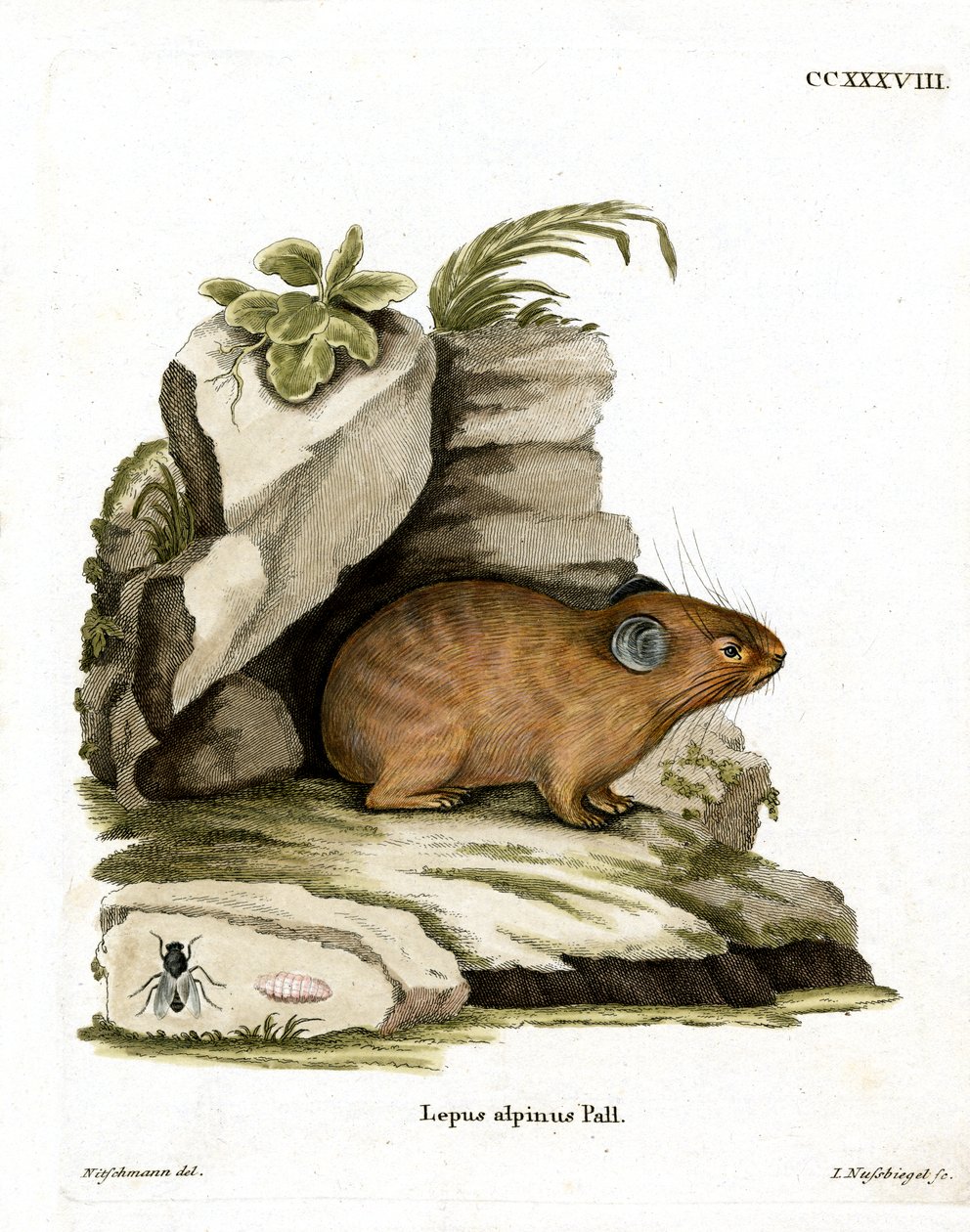 Alpine Pika (värillinen kaiverrus) tekijältä German School