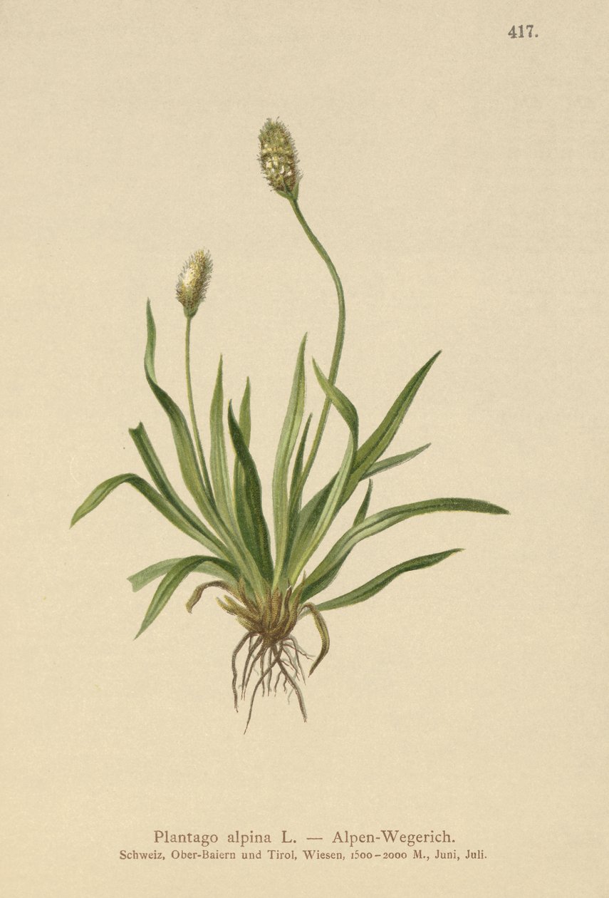 Alppipihlaja (Plantago alpina) tekijältä German School