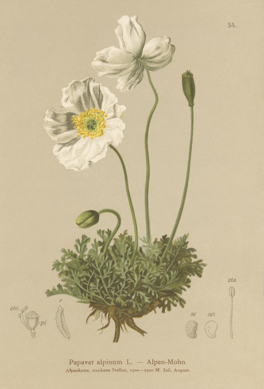 Alppien unikko (Papaver alpinum, subsp. alpinum) tekijältä German School