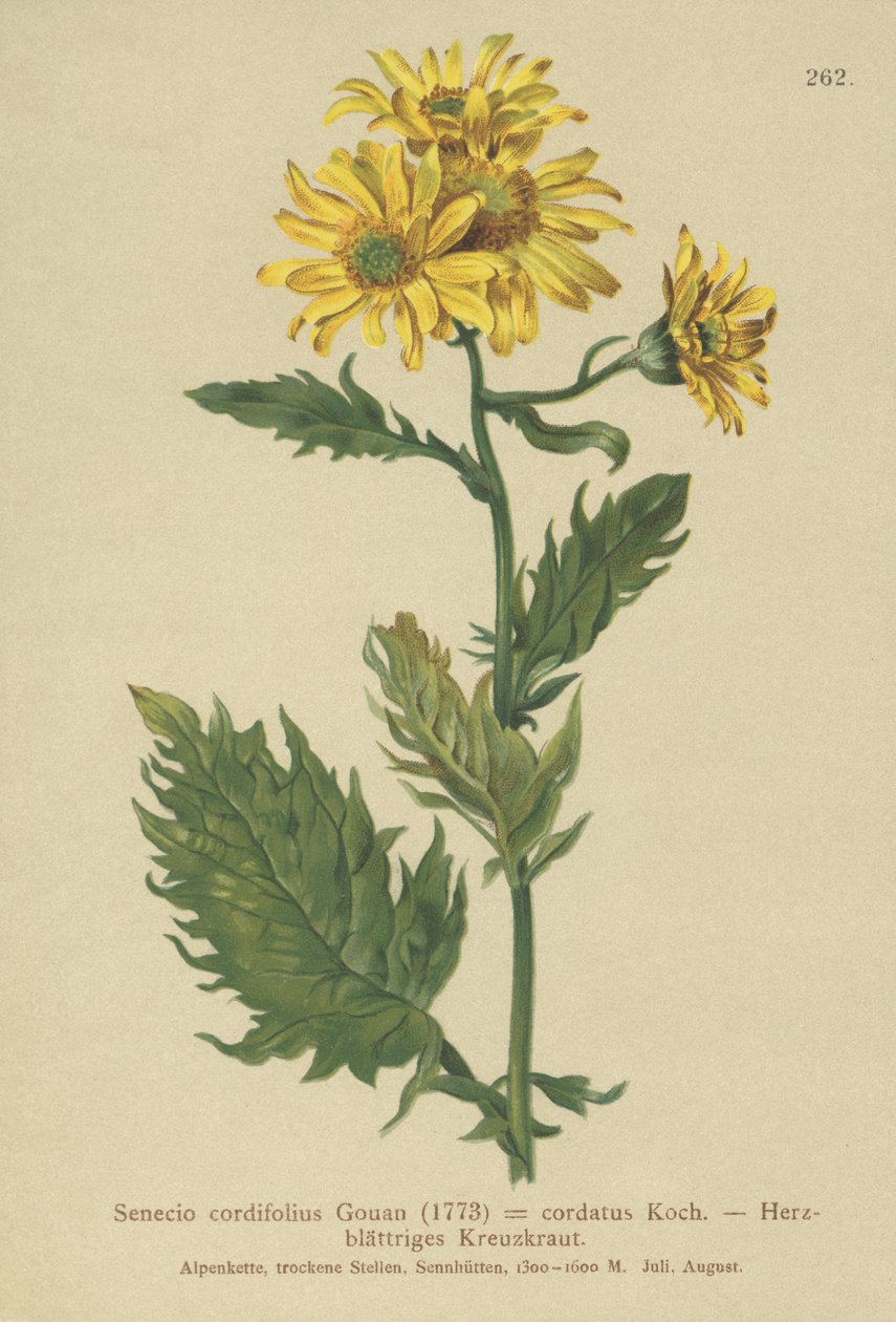 Alppien ragwort (Senecio cordifolius, Senecio cordifolius, Senecio alpinus, Jacobaea alpina) tekijältä German School