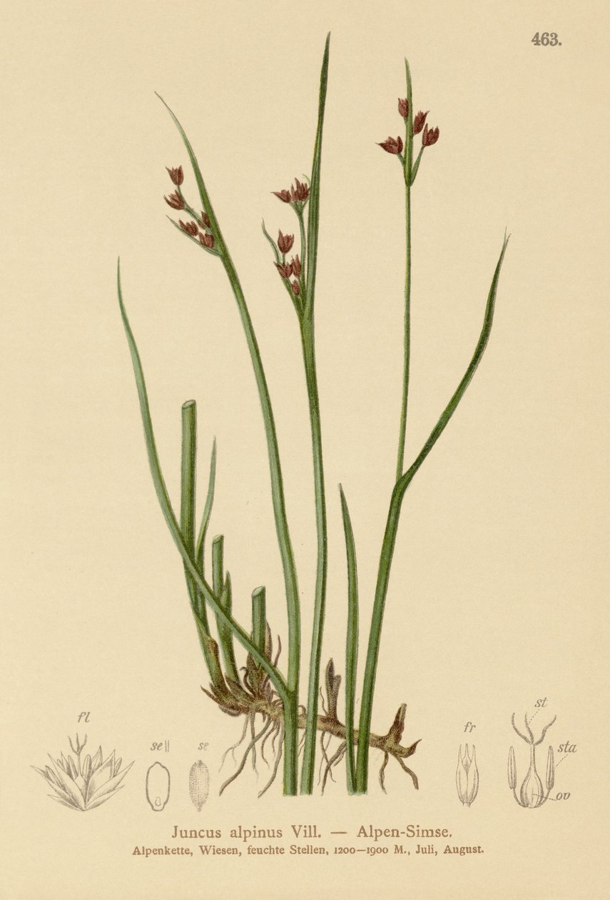 Alpine Rush (Juncus alpinus, Juncus alpinoarticulatus) tekijältä German School