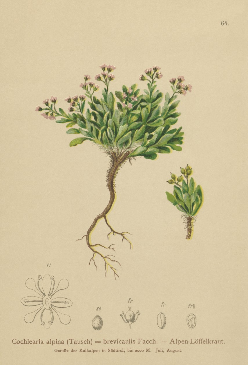 Alppien keripukki (Cochlearia alpina, Cochlearia brevicaulis) tekijältä German School