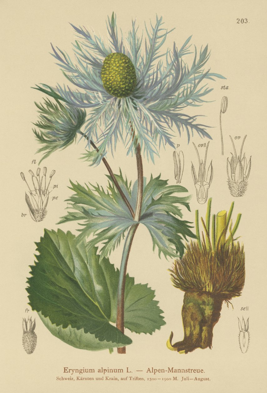 Alpine Sea Holly (Eryngium alpinum) tekijältä German School
