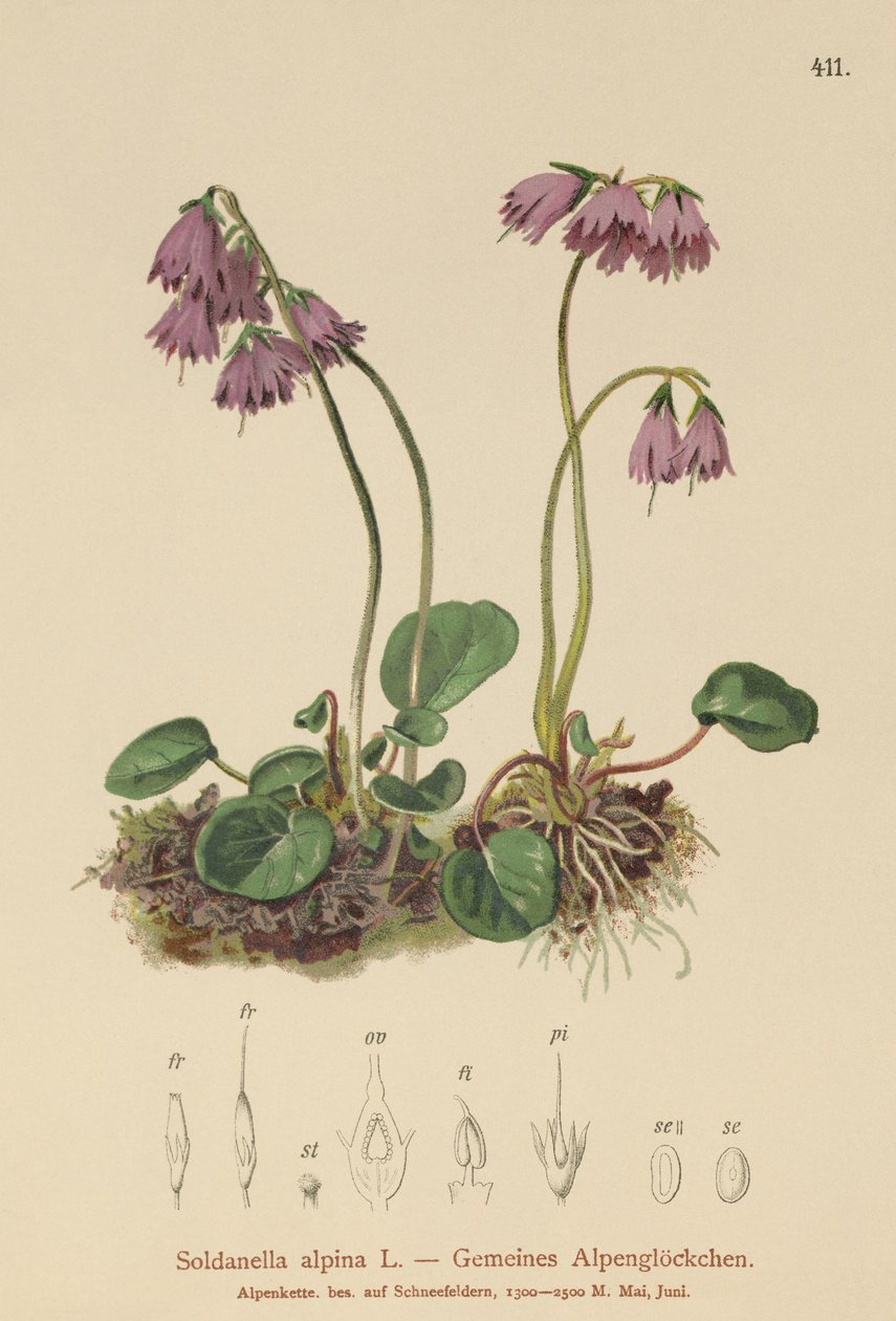 Alppien lumikello (Soldanella alpina) tekijältä German School