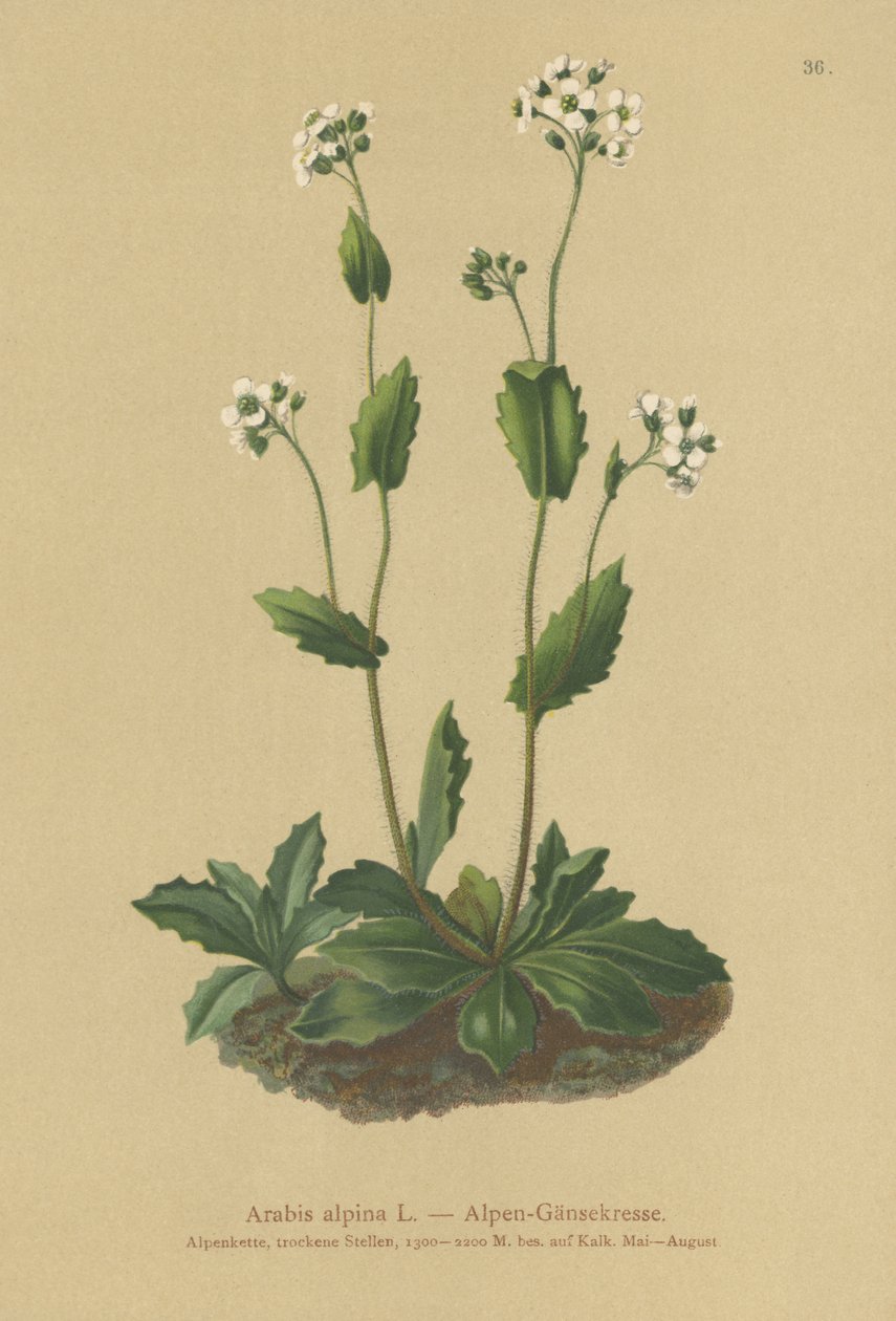 Alppien seinäkrassi (Arabis alpina) tekijältä German School