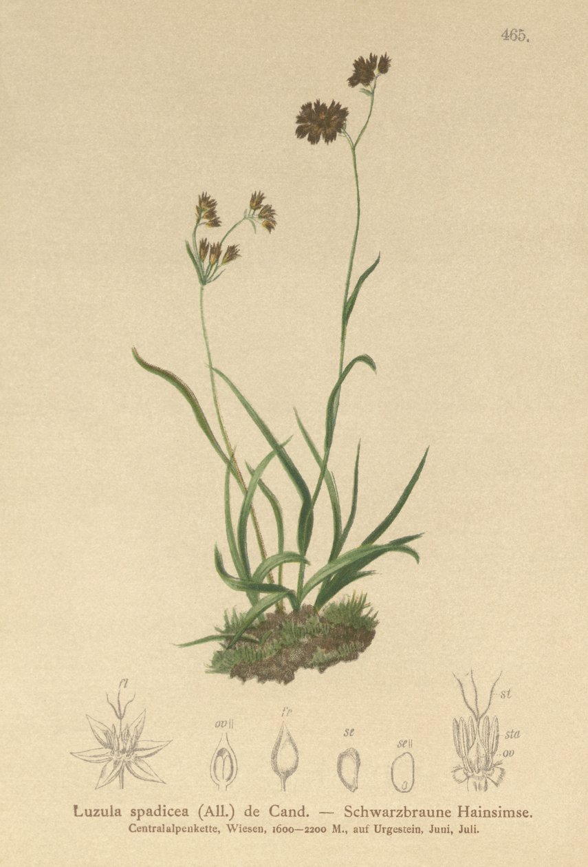 Alppiruuha (Luzula alpinopilosa, Luzula spadicea) tekijältä German School