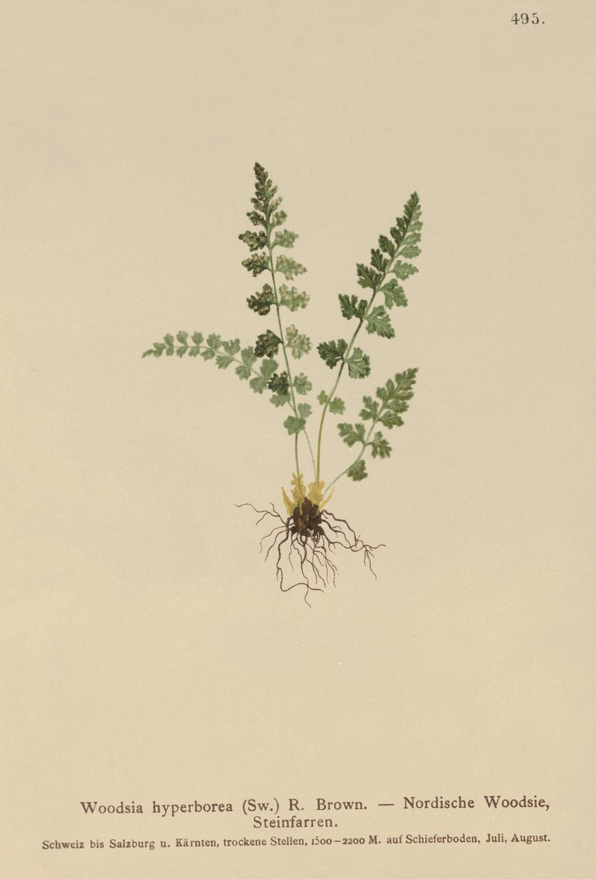 Alpipuu (Woodsia alpina, Woodsia hyperborea, Woodsia intermedia, Woodsia pubescens, Acrostichum alpinum, Acrostichum hyperboreum, Ceterach alpina, Polypodium arvonicum) tekijältä German School