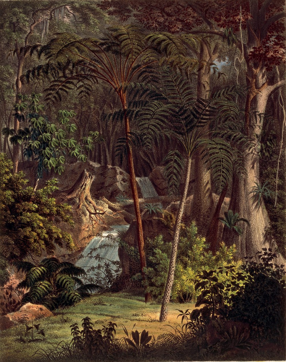 Amazon Rainforest, taulukko XXVII Johann Baptist Von Spixin ja Carl Friedrich Von Martiuksen Plantarum Cryptogamicarum Brasiliensiumilta tekijältä German School