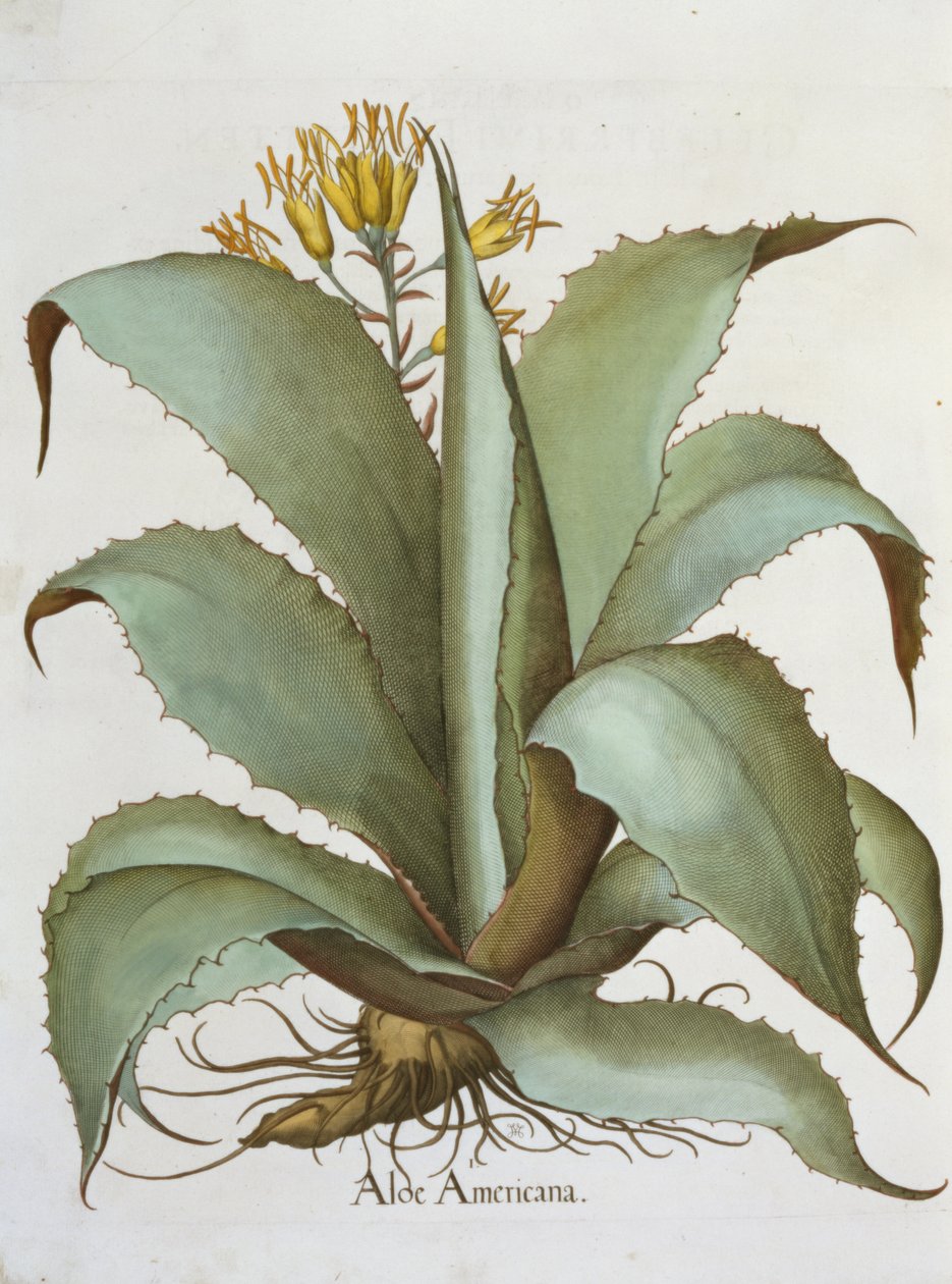 American Aloe: Aloe Americana, Basil Beslerin (1561-1629) Hortus Eystettensisistä, pub. 1613 tekijältä German School