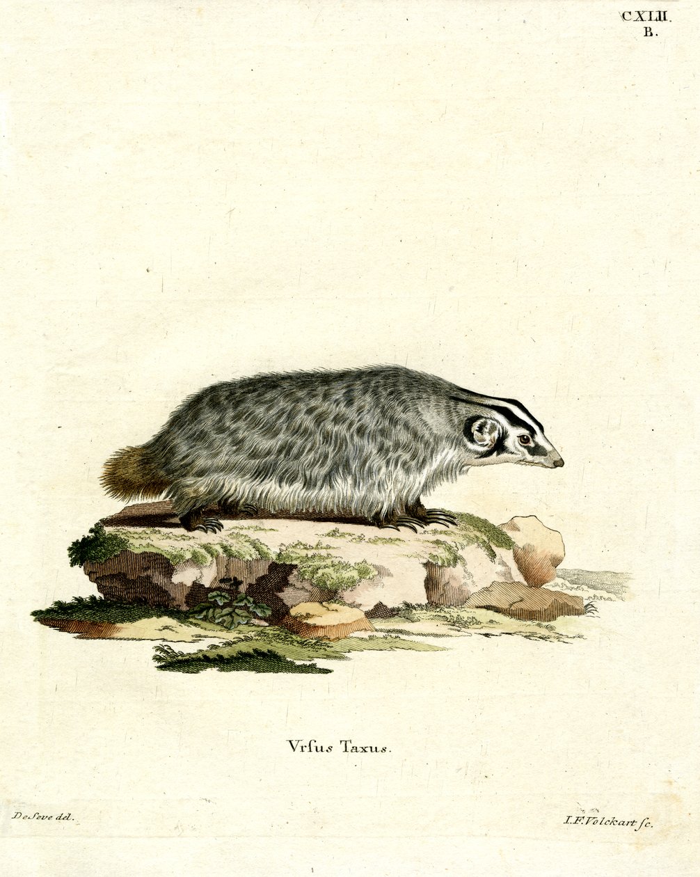 American Badger (värillinen kaiverrus) tekijältä German School