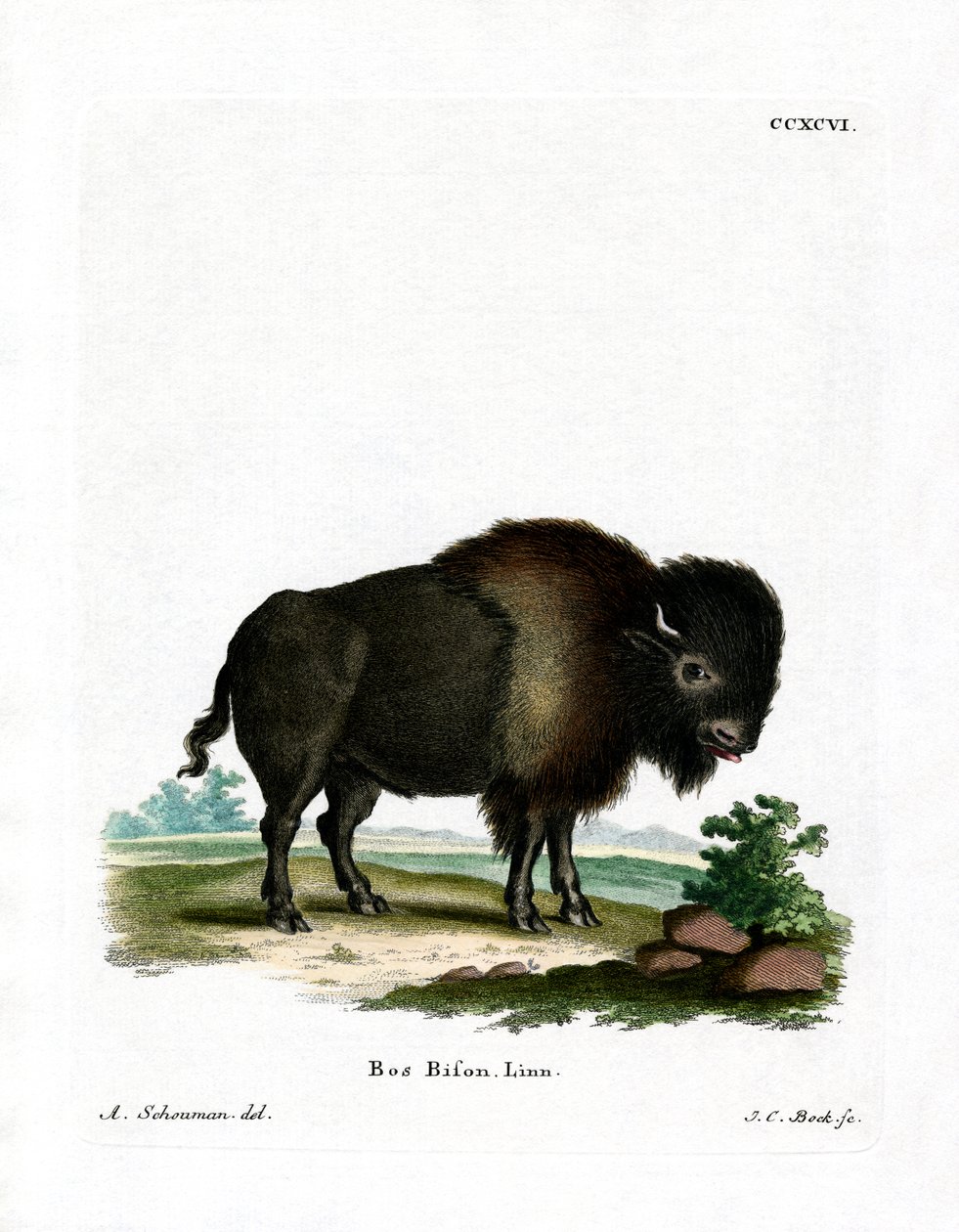 American Bison (värillinen kaiverrus) tekijältä German School