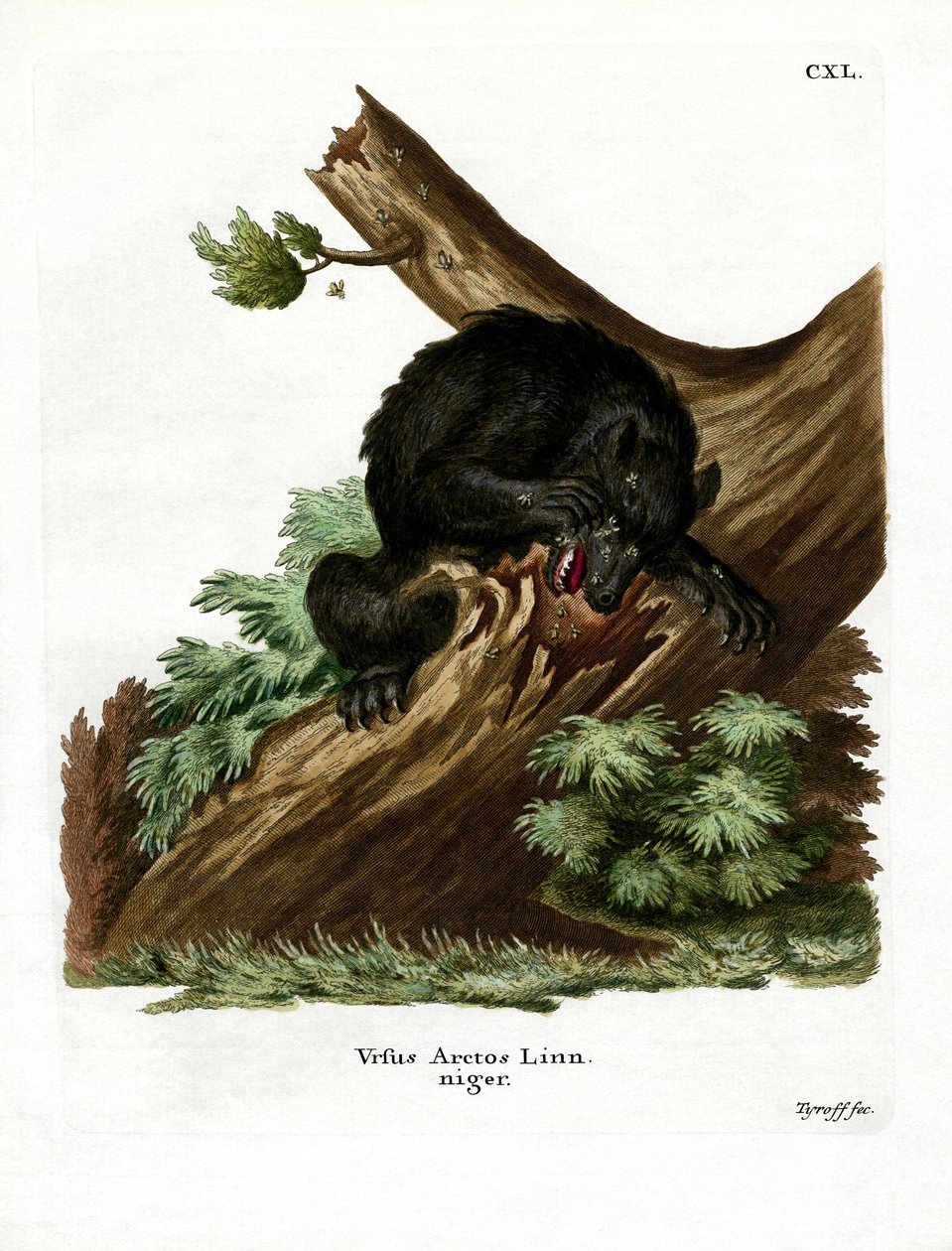 American Black Bear (värillinen kaiverrus) tekijältä German School